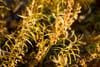 Trio of gardening workshops aim to cultivate Pollinator Pathway